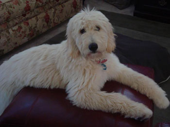 Goldendoodle Image